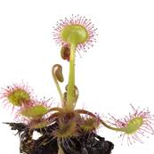 Drosera Ramantacea Herb Extraction Cut 1-2cm Sifted 250µm