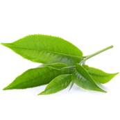 Green Tea Leaf Fanning