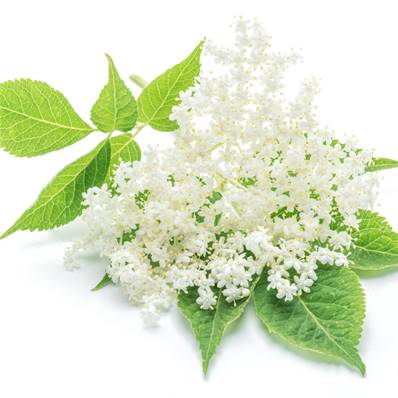 Elderflower PE CWS US