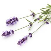 Organic Lavender Flower PE 3/1