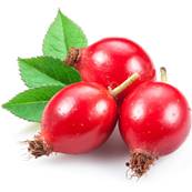 Organic Rose Hip Fruit PE 5/1