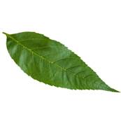 European Ash Leaf Powder 300m