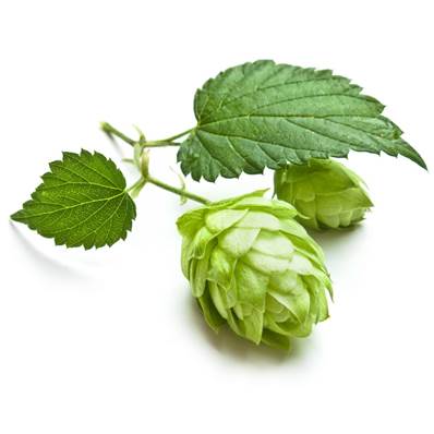 Hops Flower Powder 300µm Heat treated