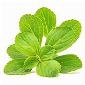 Boldo Leaf Powder 300m Heat Treated