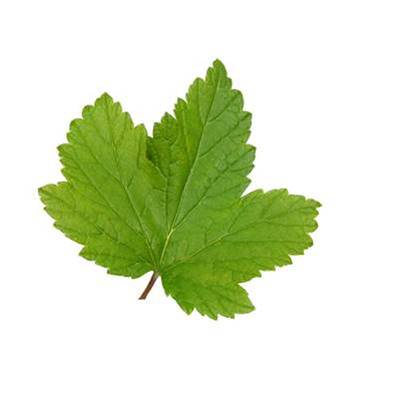 Organic Blackcurrant Leaf Powder 300µm