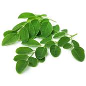Organic Moringa Leaf PE 4/1 CWS
