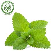 Lemon Balm Leaf PE 4/1 B+