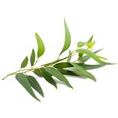 Organic Eucalyptus Leaf Concentrated PE TGE