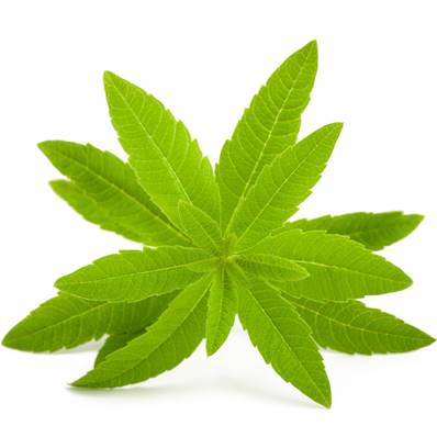 Organic Lemon Verbena Leaf PE 3-4/1 CWS