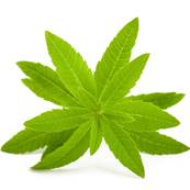 Organic Lemon Verbena Leaf PE 3-4/1 CWS