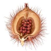 Annatto Seed Powder 300m Heat Treated