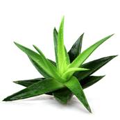 Aloe Vera Juice LE 10/1 CWS