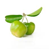 Organic Acerola Fruit PE 17% Vitamin C 