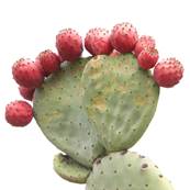 Organic Nopal Fruit PE