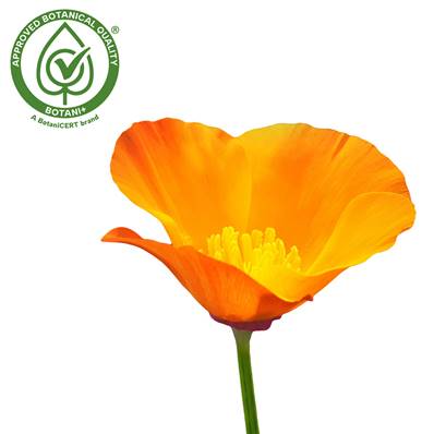 Californian Poppy Aerial Part PE 4/1 B+