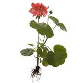 Pelargonium Root PE 10/1