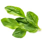 Large Plantain Leaf PE 4/1 CG