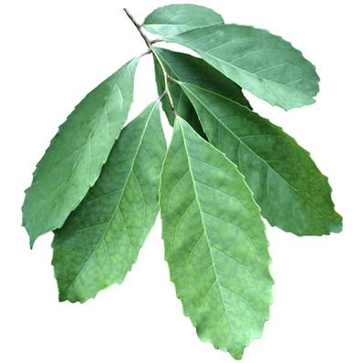Organic Mate Leaf Powder Extract