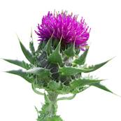 Organic Milk Thistle Seed Powder 300µm 