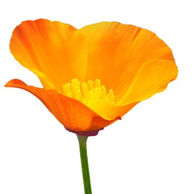 Californian Poppy Aerial Part PE 3-4/1