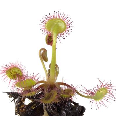 Drosera Ramantacea Herb Extraction Cut 1-2cm Sifted 250µm