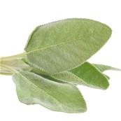 Sage Leaf Extraction Cut