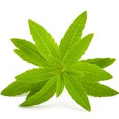 Organic Lemon Verbena Leaf PE 3-4/1