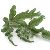 Organic Artichoke Leaf Powder 300m Heat Treated