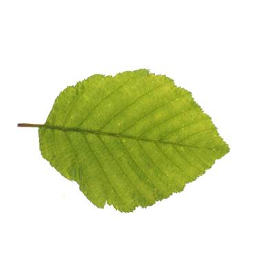 Organic Witch Hazel Leaf Powder 300µm Heat Treated