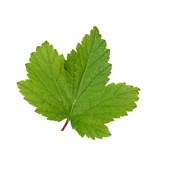 Organic Blackcurrant Leaf Powder 300µm Heat Treated