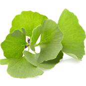 Organic Ginkgo Biloba Leaf Powder 300µm Heat Treated 