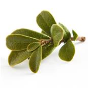 Bearberry Leaf PE 20% Arbutin