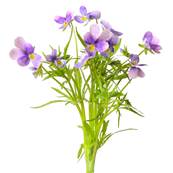 Organic Wild Pansy Aerial Part Extraction Cut 1-3cm Sifted 