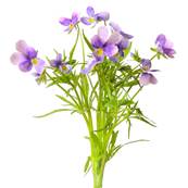 Organic Wild Pansy Aerial Part Extraction Cut 1-3cm Sifted 