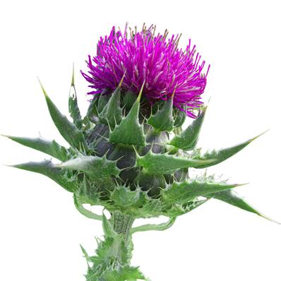 Organic Milk Thistle Seed Powder 300µm 