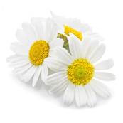 Chamomile Flower Whole Sifted 1mm