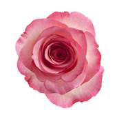 Pink Rose Petal Powder 300µm Heat Treated