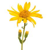 Mexicana Arnica Flower Whole