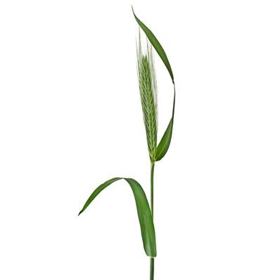 Organic Barley Leaf Powder 250µm Heat Treated