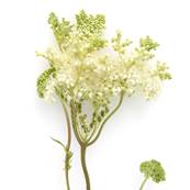 Meadow Sweet Aerial Part Cut 