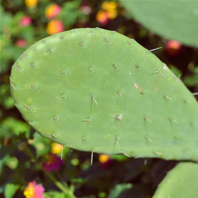 Nopal Cladode Powder 200µm